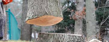 Best Tree Disease Treatment  in South Temple, PA